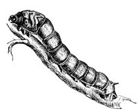 silkworm_7227_lg.gif