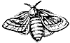 silkworm_7228_th.gif