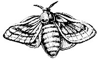 silkworm_7228_sm.gif