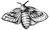 silkworm_7228_md.gif
