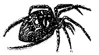 spider_7229_sm.gif