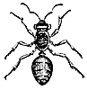 ant_7230_th.gif