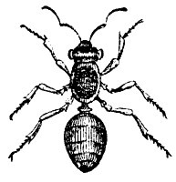 ant_7230_sm.gif
