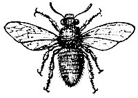 bee_7231_sm.gif