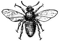 bee_7231_md.gif