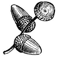 oak_7242_lg.gif