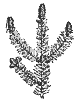 pine_7243_th.gif