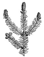 pine_7243_sm.gif