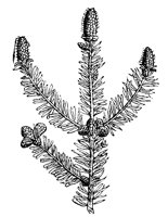 pine_7243_lg.gif