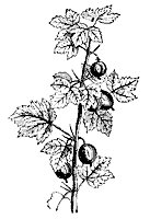 gooseberry_7245_sm.gif