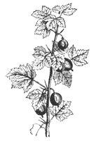 gooseberry_7245_md.gif
