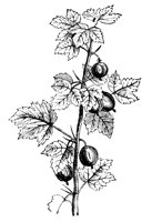 gooseberry_7245_lg.gif