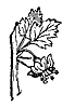 gooseberry_7246_th.gif
