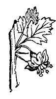 gooseberry_7246_sm.gif