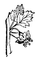 gooseberry_7246_lg.gif