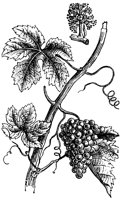 grape_7247_lg.gif