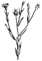 flax_7249_sm.gif