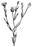 flax_7249_md.gif
