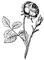 rose_7251_sm.gif