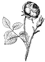 rose_7251_lg.gif