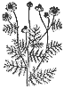 hemlock_7252_th.gif