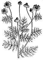 hemlock_7252_sm.gif