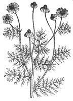 hemlock_7252_md.gif