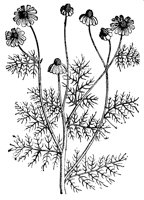 hemlock_7252_lg.gif