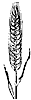 barley_7253_th.gif