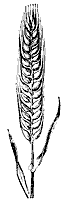 barley_7253_sm.gif