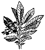 mayflower_7259_th.gif