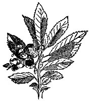 mayflower_7259_sm.gif
