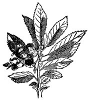 mayflower_7259_md.gif