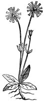aster_7262_md.gif