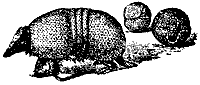 armadillo_7263_sm.gif