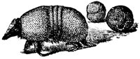 armadillo_7263_lg.gif