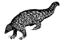pangolin_7266_md.gif