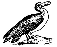 albatross_7277_sm.gif