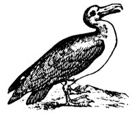 albatross_7277_md.gif