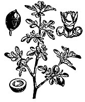 balm-gilead_7290_sm.gif