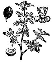 balm-gilead_7290_md.gif