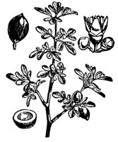 balm-gilead_7290_lg.gif