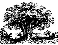 baobab_7291_sm.gif