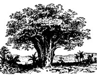 baobab_7291_md.gif