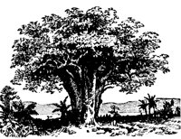 baobab_7291_lg.gif