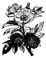 gall_7295_sm.gif
