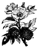 gall_7295_lg.gif