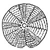 sea-urchin_7315_th.gif