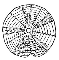 sea-urchin_7315_sm.gif