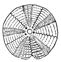 sea-urchin_7315_lg.gif